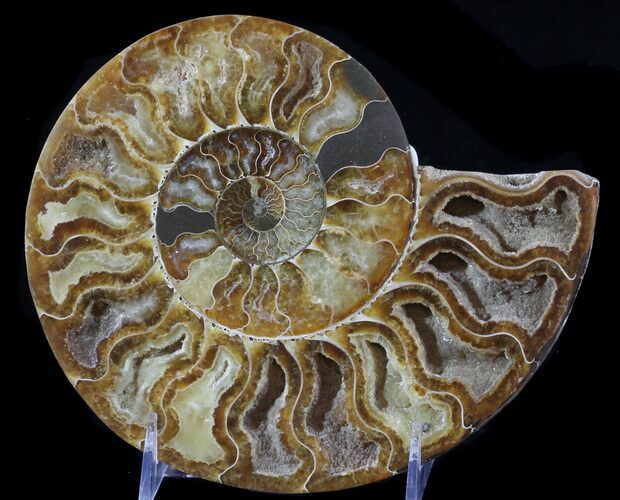 Cut Ammonite Fossil (Half) - Beautifully Agatized #58283